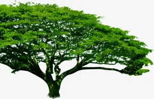 绿色春天大树景观免抠