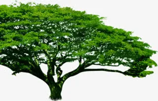 绿色春天大树景观免抠