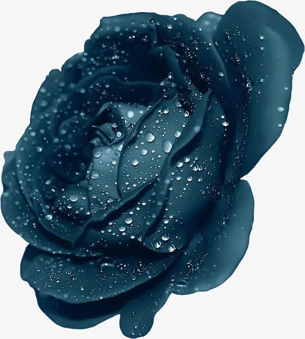 深蓝色水润玫瑰花免抠