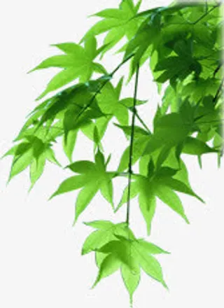 绿色枫叶树枝招聘免抠