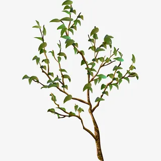 绿色树枝免抠