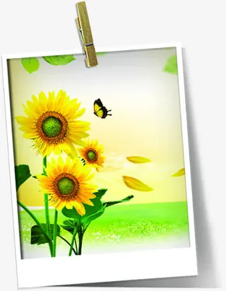 春天美景向日葵蝴蝶美景免抠