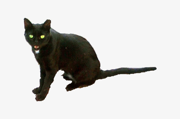 眼镜泛绿光的猫咪免抠