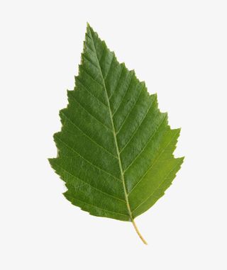 树叶绿叶叶子装饰元素免抠