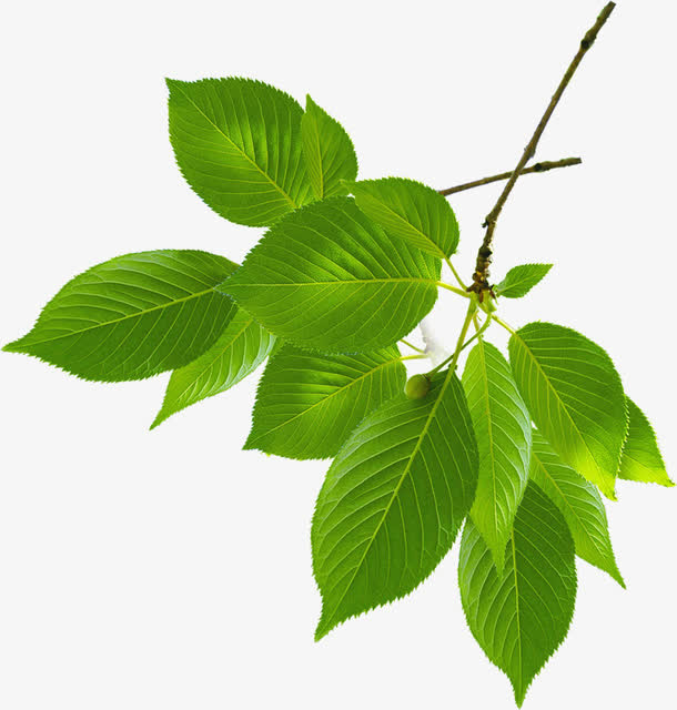 春天环保绿叶植物装饰免抠装饰植物元素