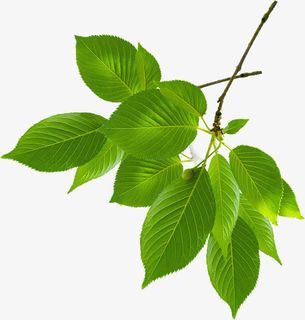 春天环保绿叶植物装饰免抠装饰植物元素