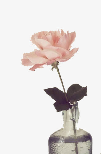 手绘鲜花装饰免抠