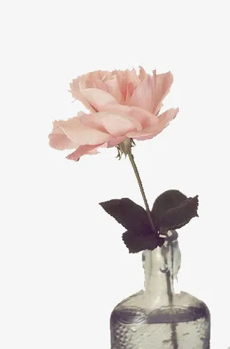 手绘鲜花装饰免抠