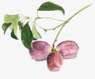 鲜花背景素材鲜花psd素材