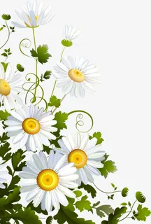 白色甘菊免抠