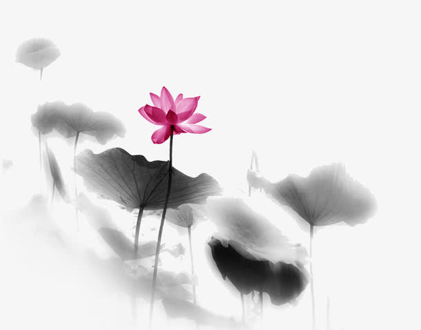 荷花免抠