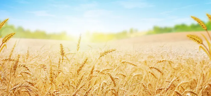 麦田背景banner高清