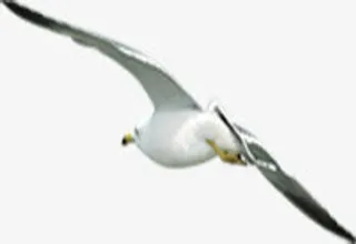 夏日海边海鸥效果免抠