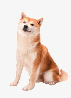 狗狗，可爱，柴犬，黄色免抠