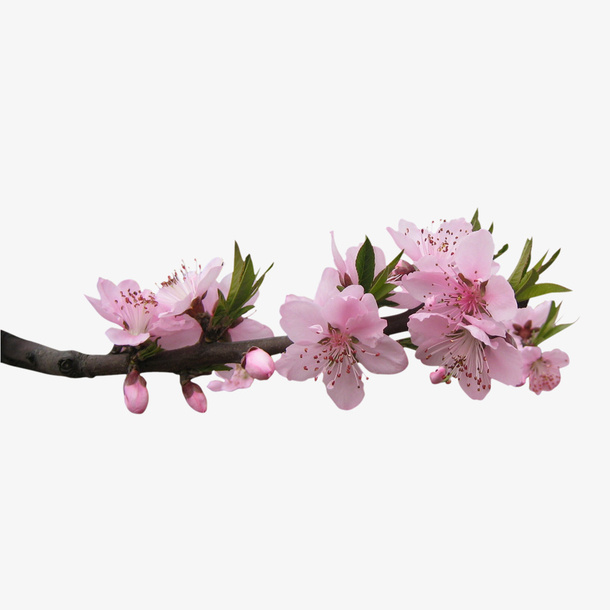 桃花盛开图像免抠