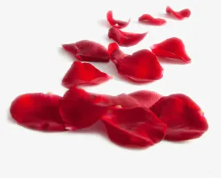 鲜红玫瑰花瓣免抠