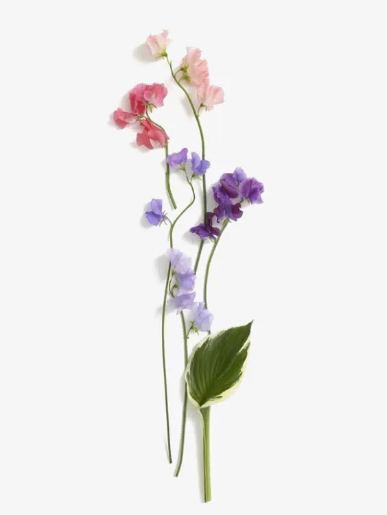 彩色花朵素材免抠