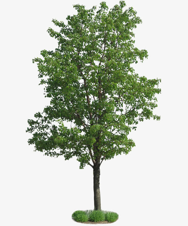 春天绿色树木免抠