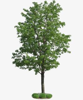 春天绿色树木免抠