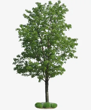 春天绿色树木免抠