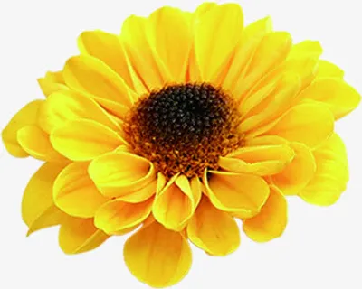 黄色盛开花朵设计免抠