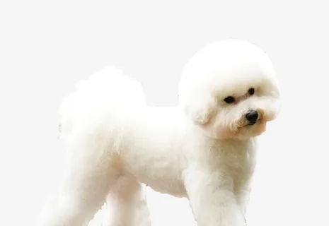 宠物歪头看着你免抠