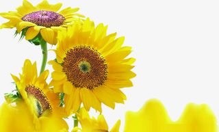 向日葵主题预防疾病宣传画册免抠