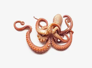 生鲜类食物素材图片免抠