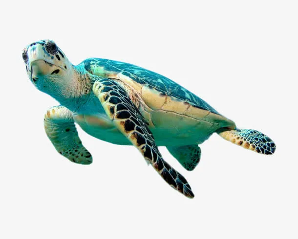 海龟元素免抠