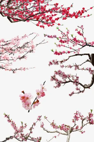 水墨桃花红色桃花粉红色桃花免抠