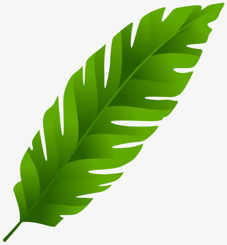 春季芭蕉叶免扣素材免抠装饰植物元素