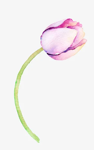 高清免抠手绘水彩花卉素材免抠