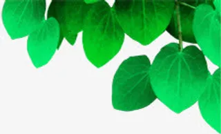 卡通可爱春天树叶免抠