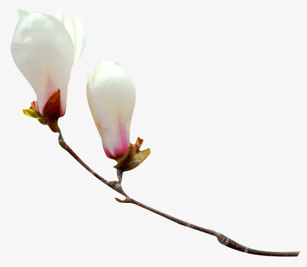 玉兰花白色玉兰花中国风素材漂浮免抠装饰植物元素