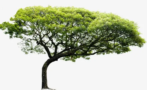 公园景观春天植物大树免抠