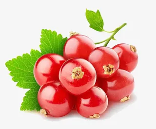 插画红色山楂果矢量图免抠