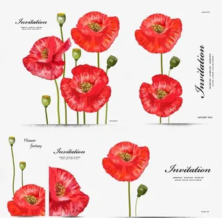 红色花朵白色背景背景