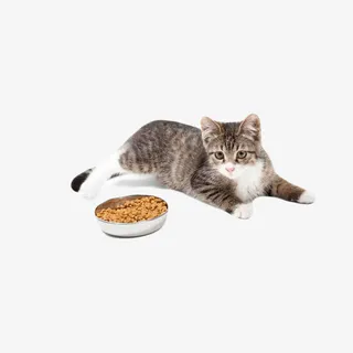 趴着的猫咪免抠