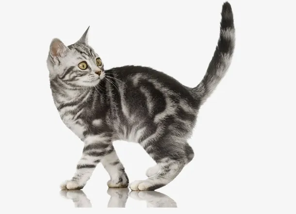 免抠素材小花猫图片免抠