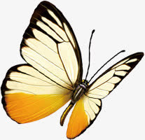 手绘渐变蝴蝶春天免抠装饰动物元素