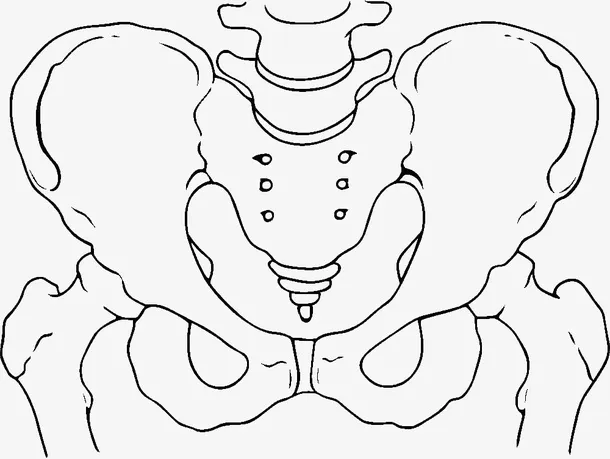 单线手绘骨盆插图免抠