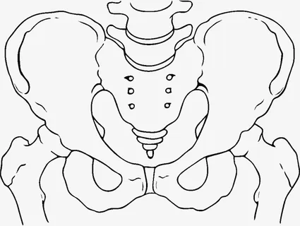 单线手绘骨盆插图免抠 单线手绘骨盆插图免抠