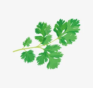 卡通手绘绿色的香菜免抠