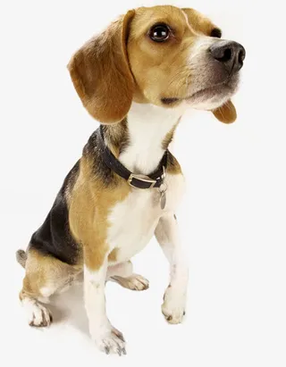 高清摄影活动海报狗免抠