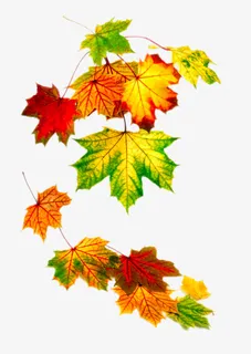 飘落的秋叶免抠