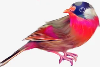 中国风手绘喜鹊免抠