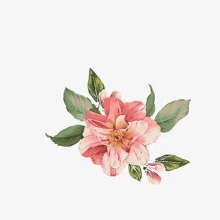 盛开的漂亮花朵免抠