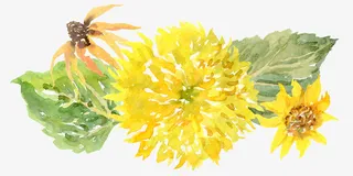 卡通手绘黄色的菊花免抠