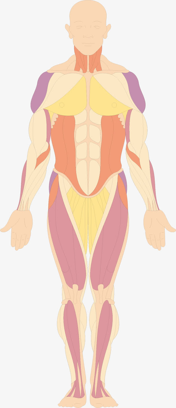 肌肉分布结构免抠