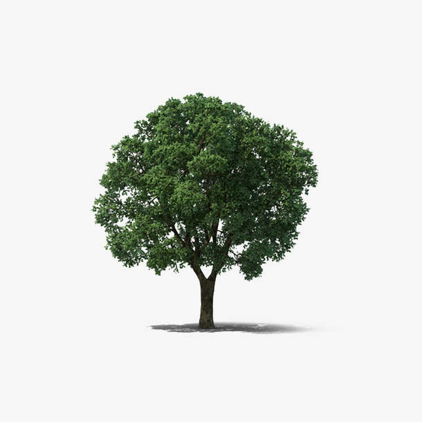 榆树榆木免抠